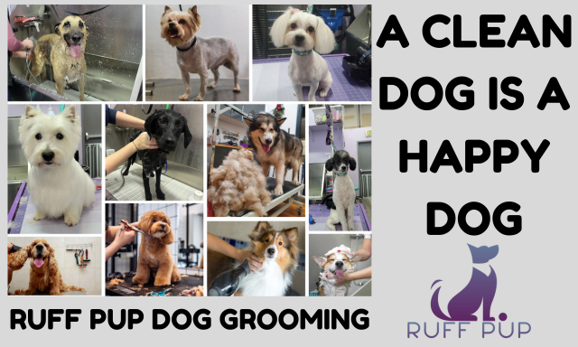 Dog Grooming icon