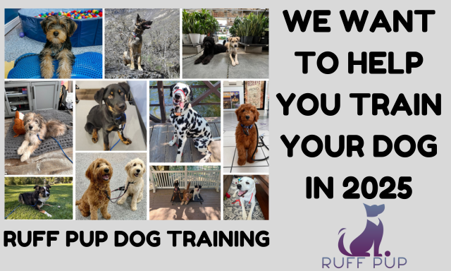 Dog Training icon